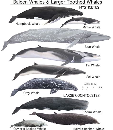 scientific name of whale